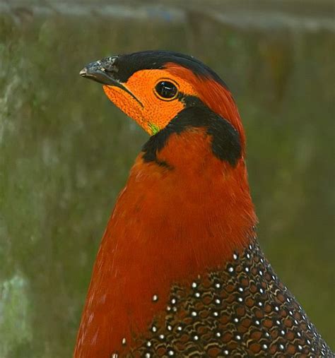 Blyth's Tragopan (Tragopan blythii blythii) © Ramki Sreenivasan ...