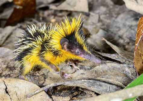 Most Amazing Wildlife to See in Madagascar