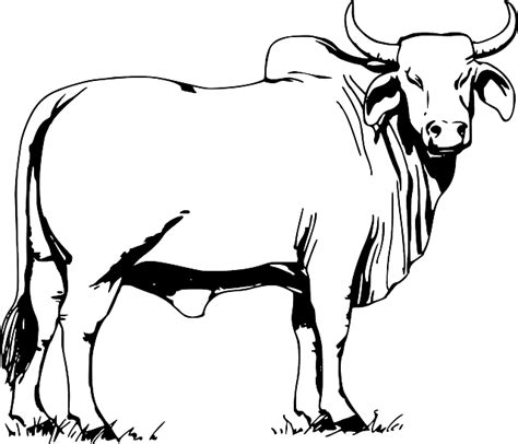 Download Bull, Animal, Cow. Royalty-Free Vector Graphic | Bull images, Bull pictures, Bull art