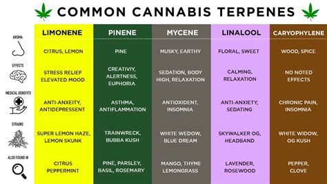 What Are Trichomes And Their Importance - Fast Buds Autoflowering Cannabis Seeds