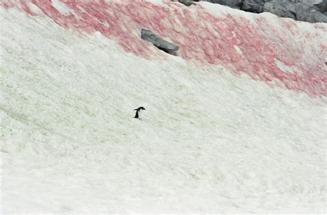 This pink snow may be pretty, but it's terrible news for the environment