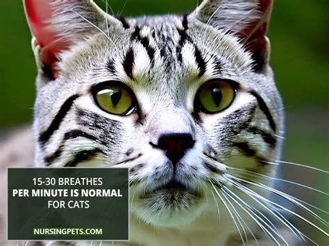 Address Your Cat's Abnormal Breathing (6 Causes and Solution)