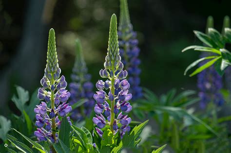 Maine Garden ideas - Planting and Growing Lupines - Maine Garden Ideas