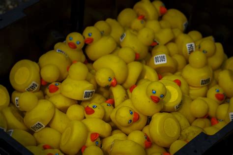 2019 Great Canadian Rotary Rubber Duck Race | Rotary Club of Whitehorse