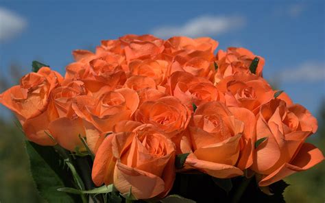 Orange roses in the bouquet HD desktop wallpaper : Widescreen : High Definition : Fullscreen