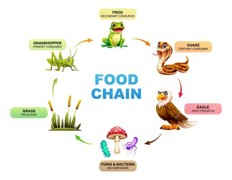 Premium Vector | Food chain showing the relationships between grass ...