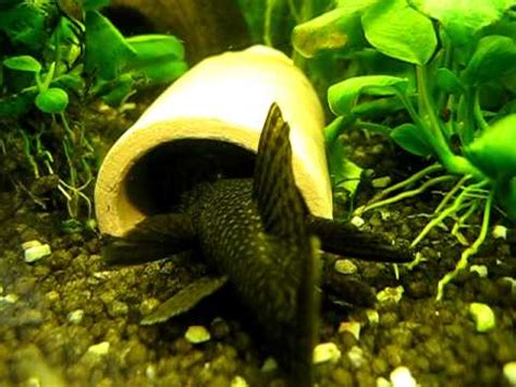 Bristlenose catfish breeding / Antennenwelse haben sich gefunden zur Vermehrung - YouTube