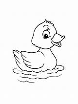 Duckling coloring Pages sketch template