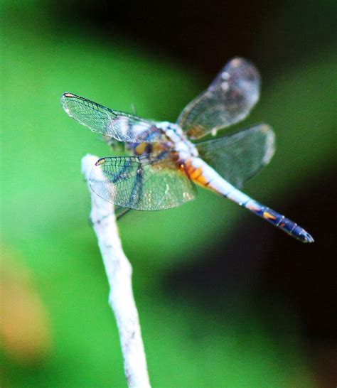 Stock Pictures: Dragon flies