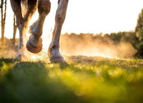 Thrush in Horses | PetMD