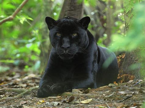 Panther/Black Leopard | Fun Animals Wiki, Videos, Pictures, Stories