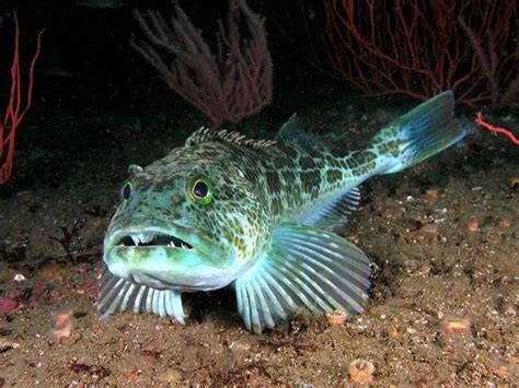 The lingcod or ling cod, also known as the buffalo cod or cultus cod, is a fish of the greenling ...