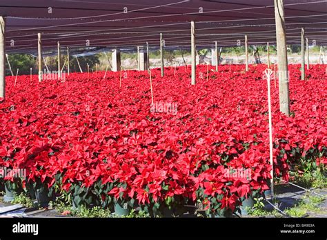 Flowers growing in greenhouse Stock Photo - Alamy