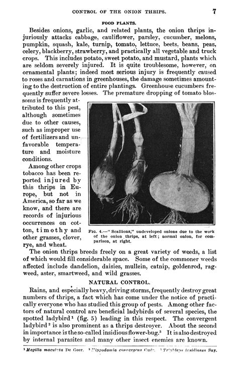 Control of the Onion Thrips - Page 7 - UNT Digital Library