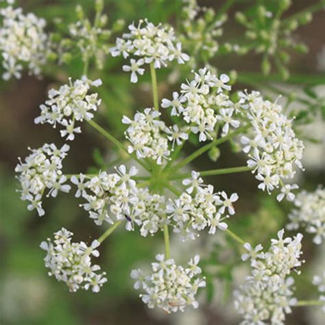 Washington State Noxious Weed Control Board