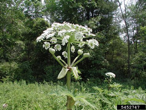 Cow parsnip: Important Native or Nemesis? | Natural Areas Notebook