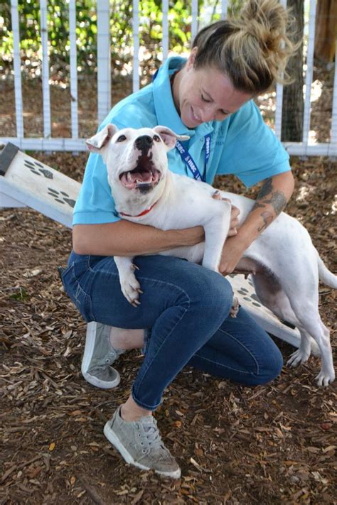 Pets for Adoption at Humane Society of Broward County, in Fort ...