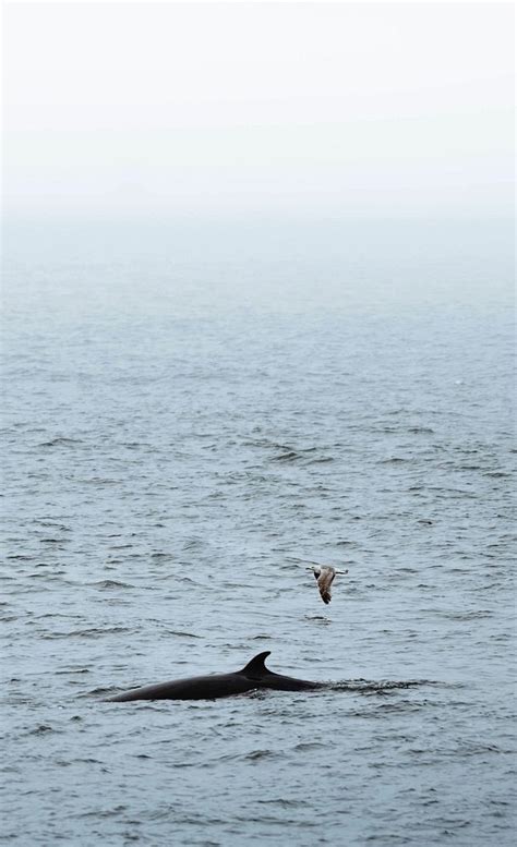 Whale Atlantic Ocean, Iceland | Premium Photo - rawpixel