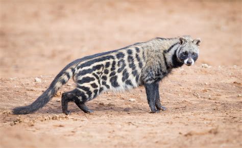 Civeta africana - Información, características y curiosidades