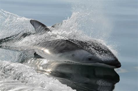 Dalls Porpoise | British columbia, Porpoise, Scenes