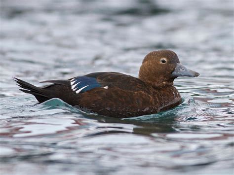 Arctic Sea Ducks in Norway 2025 - Rove.me