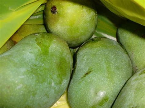 Jual Bibit Mangga Arumanis 70 cm | Jual Bibit tanaman dan Buah