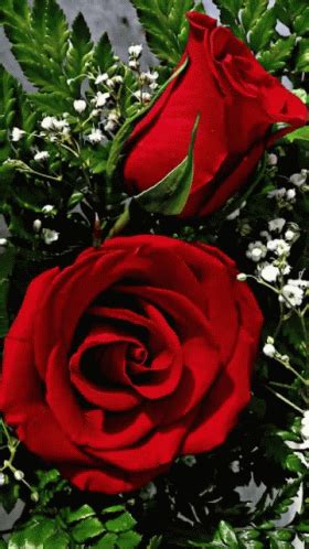 Buen Dia Flower GIF - BuenDia Flower RedRoses - Discover & Share GIFs | Beautiful rose flowers ...
