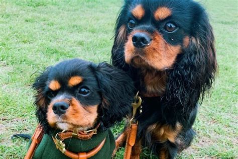 Teacup Cavalier King Charles Spaniel: The Ultimate Guide