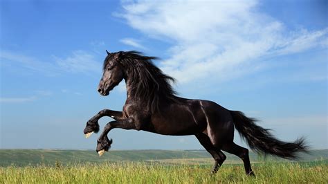 3840x2160 jump 4k free full screen wallpaper | Horse wallpaper, Horse ...