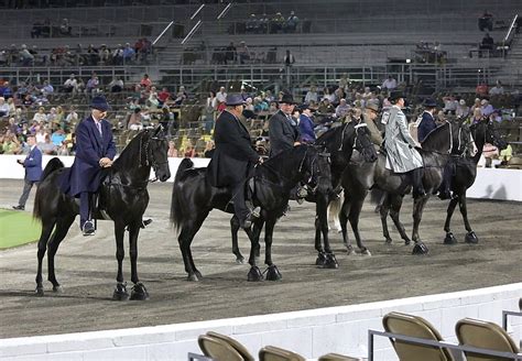 Sohn: Tennessee Walking Horses don't have to be sore | Chattanooga ...