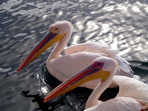 Dalmatian Pelican – "OCEAN TREASURES" Memorial Library