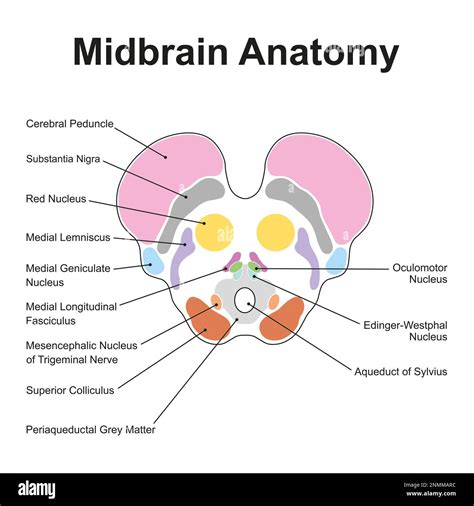 Cerebral Peduncle An Overview ScienceDirect Topics, 56% OFF