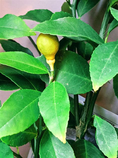 Lemon Tree Pollination by Hand – How to Pollinate Lemons - Bunny's Garden