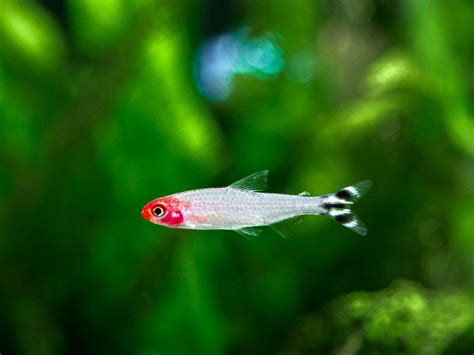 Rummy Nose Tetra: Care Guide, Breeding, Tank Size & Disease