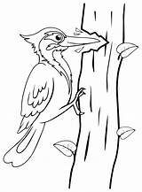 12 woodpecker coloring Pages For Kids – Artofit sketch template