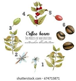 Scheme Watercolor Process Coffee Beans Maturation Stock Illustration 674715871 | Shutterstock