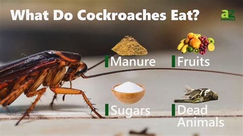 What Do Cockroaches Eat? - A-Z Animals