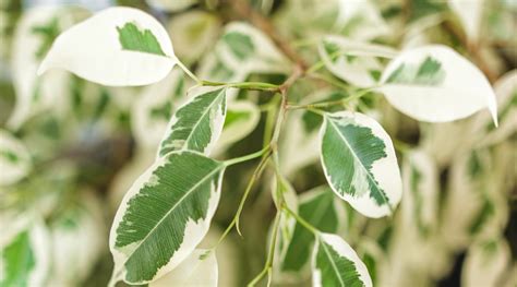 13 Types of Indoor-Friendly Ficus Trees