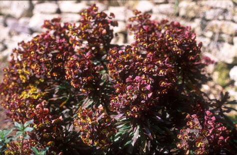 Euphorbia amygdaloides 'Purpurea' Seed