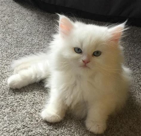 Himalayan Cats For Sale | Anchorage, AK #152914 | Petzlover