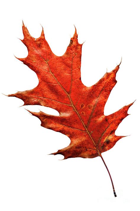 The leaf of a Red Oak, in full fall colour. Photograph by Lionel ...