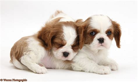 Cute Puppy Dogs: king charles spaniel puppies