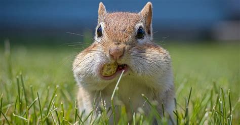 Chipmunk Animal Facts | AZ Animals