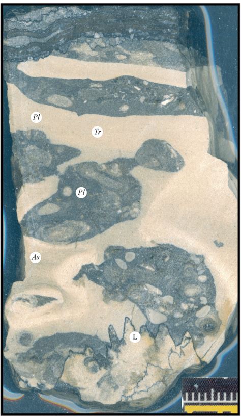 Re-burrowed Trypanites at the base of a kukersite. Organic material has... | Download Scientific ...