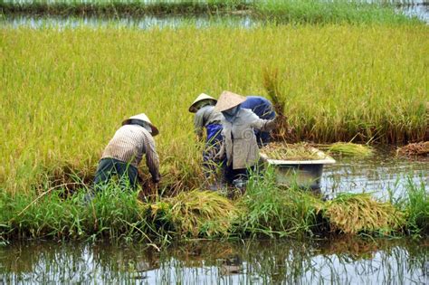 Harvesting Rice Stock Images - Image: 21625764