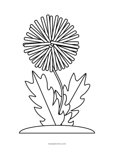 Free Printable Dandelion Coloring Pages