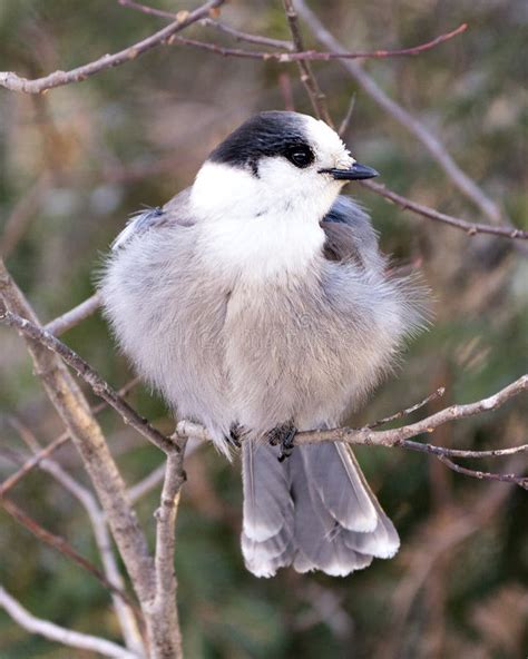 Gray Jay Bird Stock Photos. Gray Jay Close-up Profile View Perched on a Tree Branch in Its ...