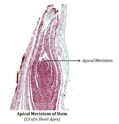 Shoot Apical Meristem Notes | EasyBiologyClass