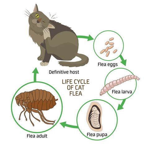 What Attracts Fleas To Humans And Pets Ecoguard