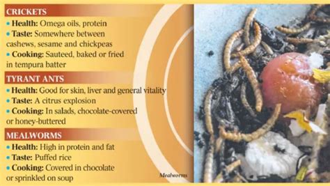 Insects crawling on to Australian menus | KidsNews